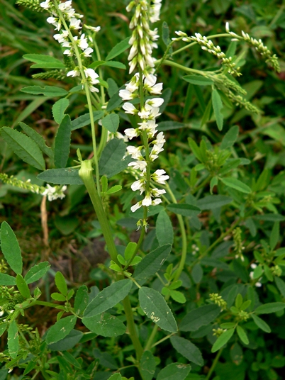 {Melilotus albus}